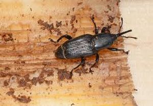 uploads/images/pest/banana stem weevil.jpg